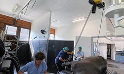 GISKB crane system in veterinary clinic A horse is moved onto the operating table with an overhead track with curve