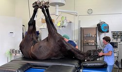 An anaesthetised horse is placed on the treatment table with the help of a GIS crane system