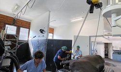 A horse is moved onto the operating table with an overhead track with curve