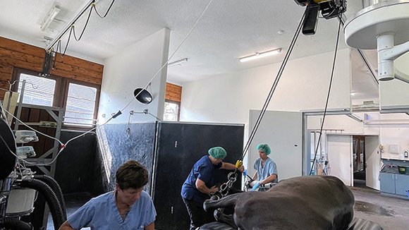 A sedated horse is transported to the treatment table with the GISKB crane system